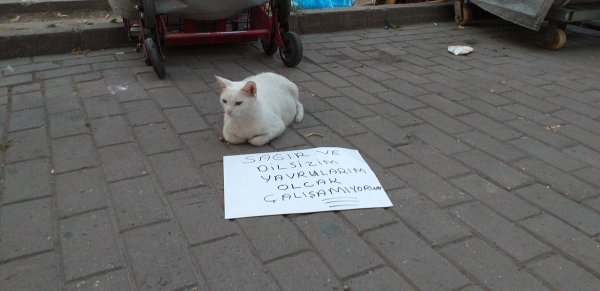 В турецкой Бурсе беременная кошка просит милостыню
