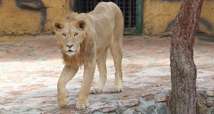 Львы президента Эрдогана стали центром внимания в зоопарке