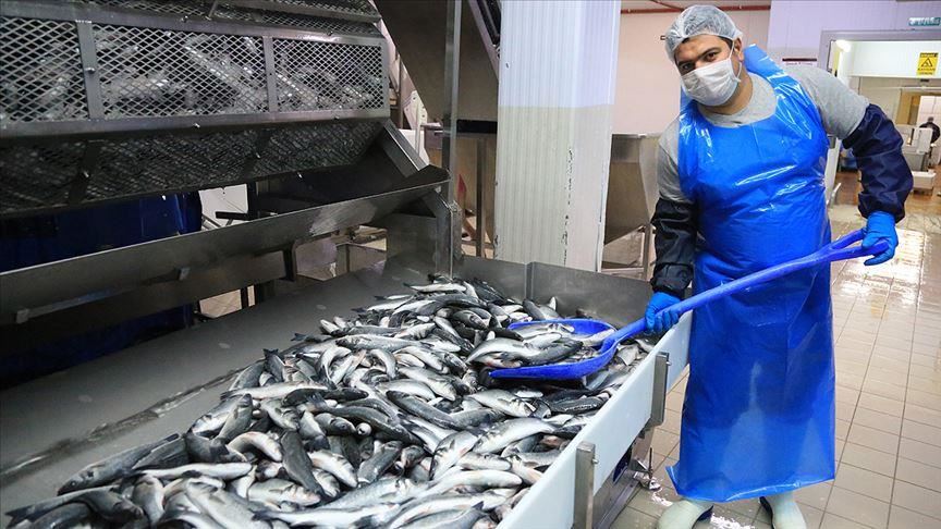 Турция наращивает поставки рыбы в Россию
