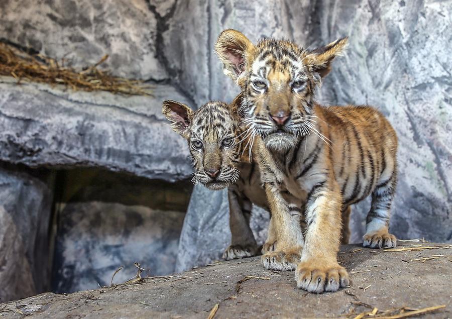 Бенгальских тигрят из Стамбульского зоопарка впервые представили посетителям