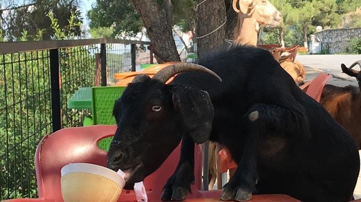 В Манисе козы из Национального парка напали на придорожное кафе