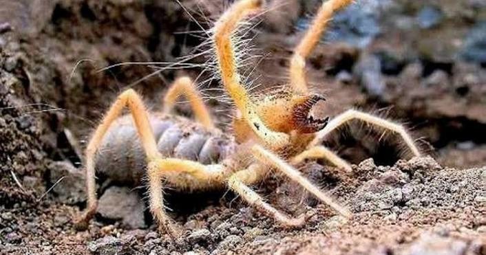В туристической Анталье обнаружены пауки сольпуги