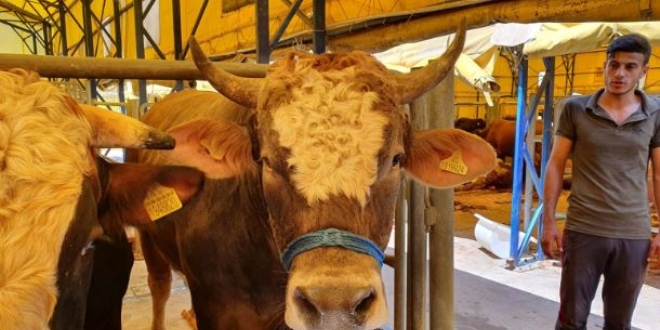 В Турции импорт крупного рогатого скота упал на 70%
