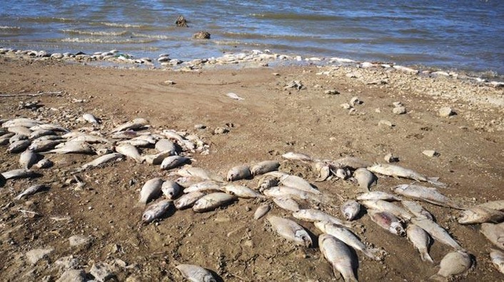 В Бурсе обнаружены тысячи выброшенных на берег рыб