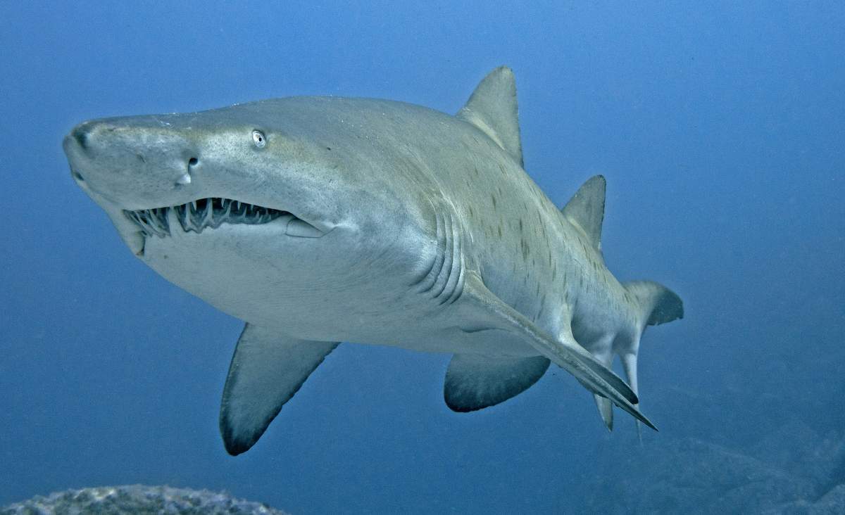 В заливе Мармариса чипируют песчаных акул