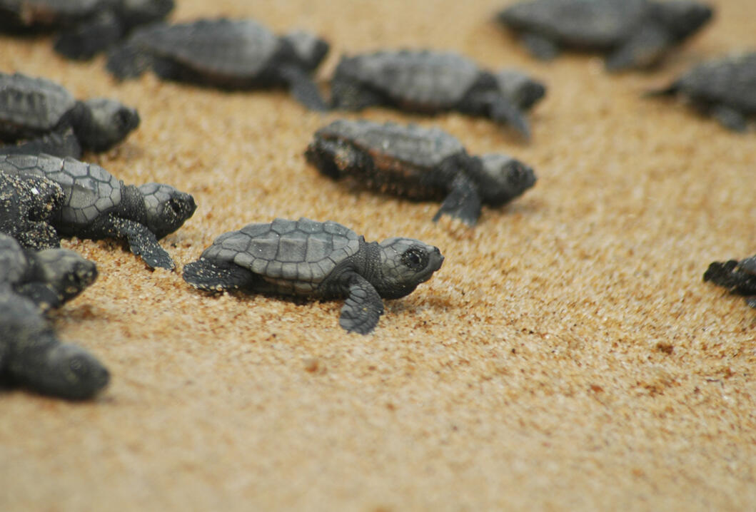 В Анталье вывелось 1400 детенышей черепах Caretta Caretta