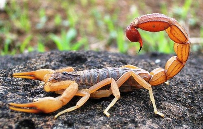 Жительница Кушадасы пожалела скорпиона с 37 детенышами