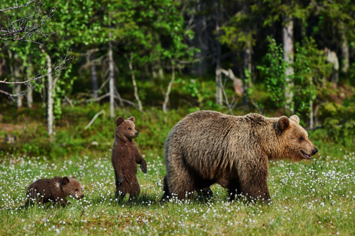 В Бурсе спасают медведицу с детенышами