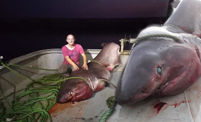 В Чанаккале поймали гигантскую акулу весом 1 тонну