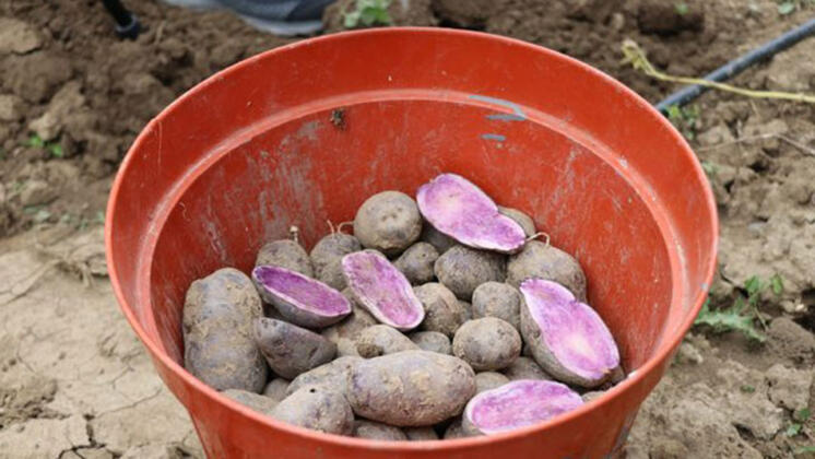  В Болу собрали первый урожай фиолетового картофеля