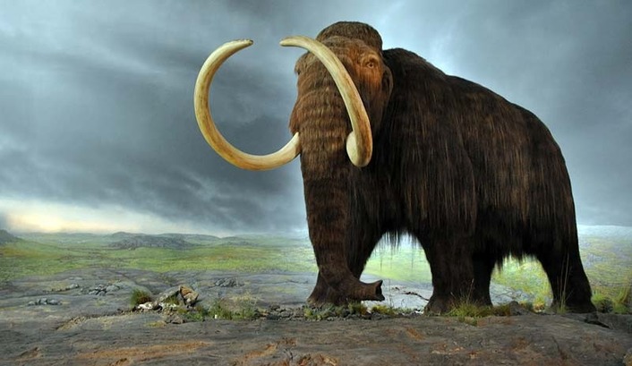 В Кайсери найдена окаменелость мамонта возрастом 7,5 млн лет