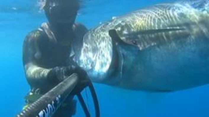 В Чанаккале дайвер загарпунил гигантского тунца (видео)
