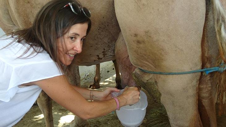 Евросоюз будет развивать производство верблюжьего молока в Турции