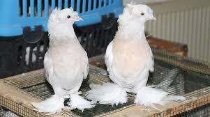 В Амасье продают голубей по цене машины