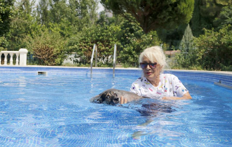 Турчанка в Мугле купила виллу с бассейном для бездомных собак