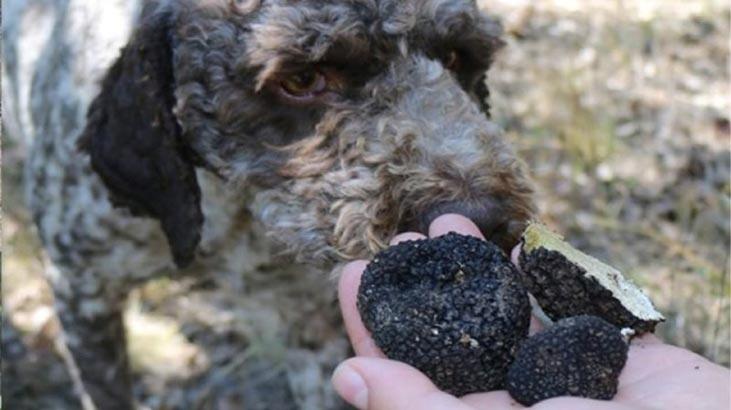 В турецком Ёзгате обнаружены черные трюфели