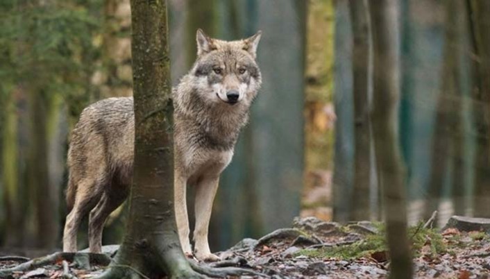 На юге Турции стая волков напала на деревню