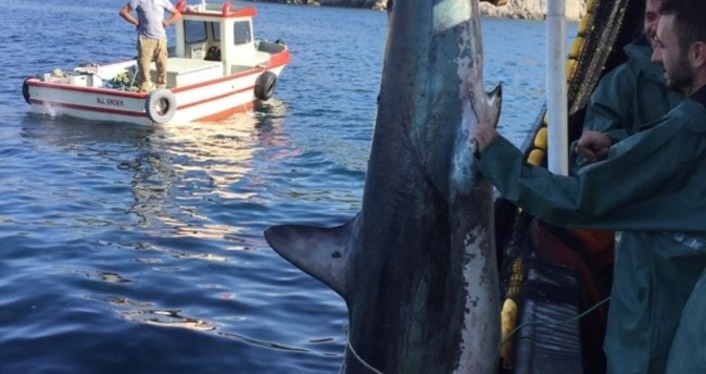Турецкие рыбаки поймали и выпустили гигантскую акулу (видео)