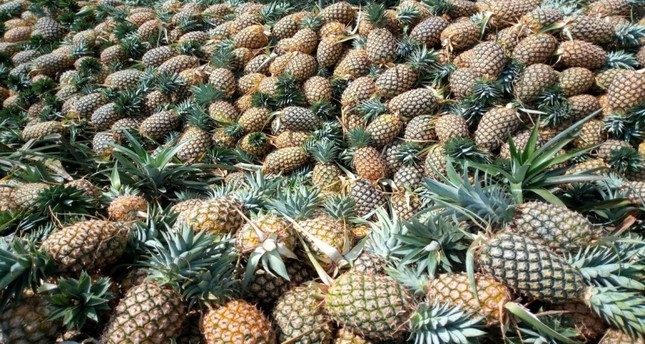 Турция помогает Гвинее выращивать ананасы