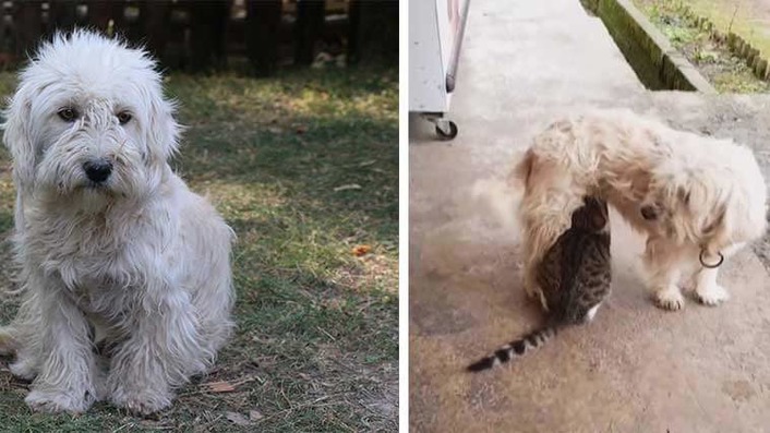 В Турции собака стала кормящей матерью для кота (видео)