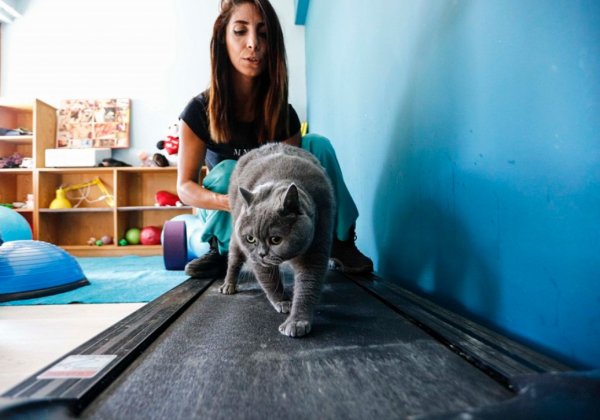 Кошка из Анкары худеет с помощью пилатеса