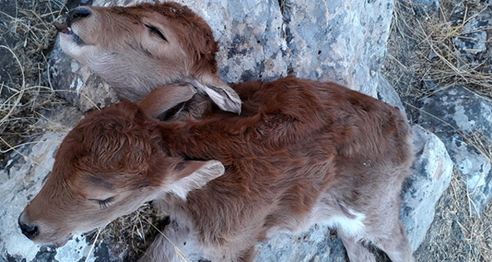 В Турции корова родила сиамских близнецов