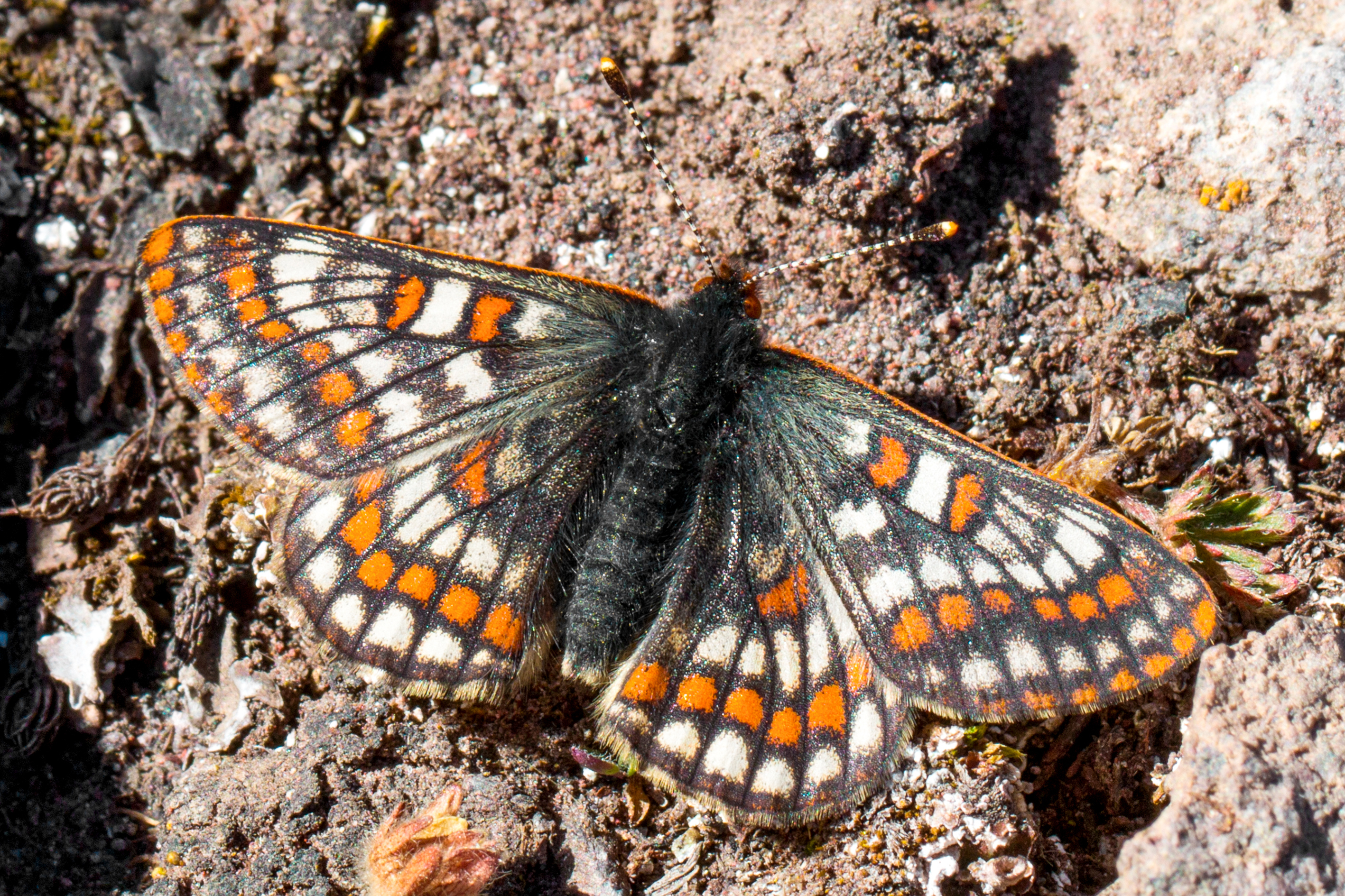Второй раз за 50 лет в Турции увидели бабочек «ледникового периода»