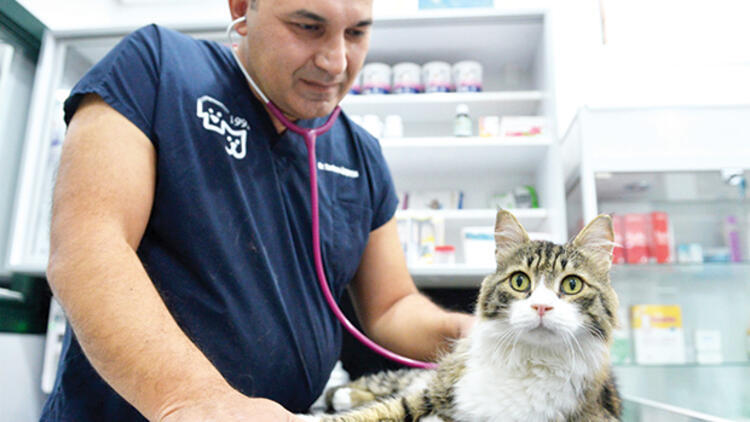 В Анталье состоится международный конгресс по лечению кошек
