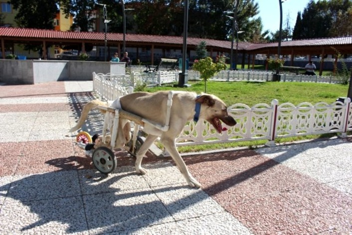 Жительница Турции выходила парализованную собаку и одела ее в ходунки (видео)
