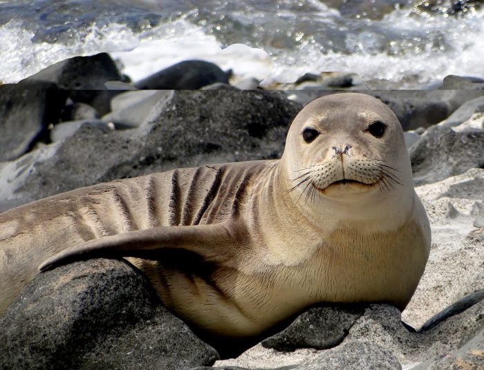 В Анталье подписан протокол о защите средиземноморских тюленей