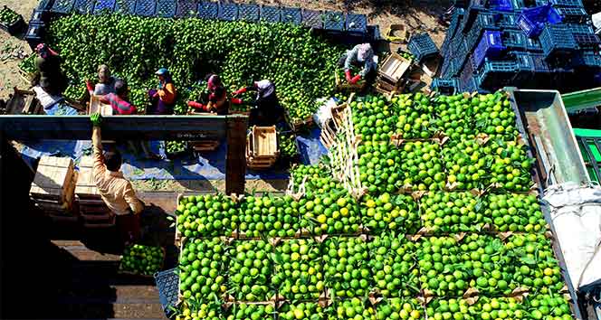 В Адане начался сбор урожая мандаринов