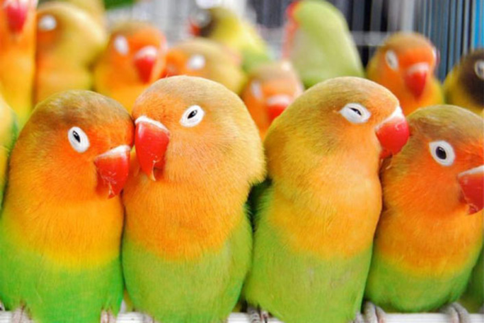 В Стамбуле обнаружили 45 ценных попугаев в багажнике автомобиля
