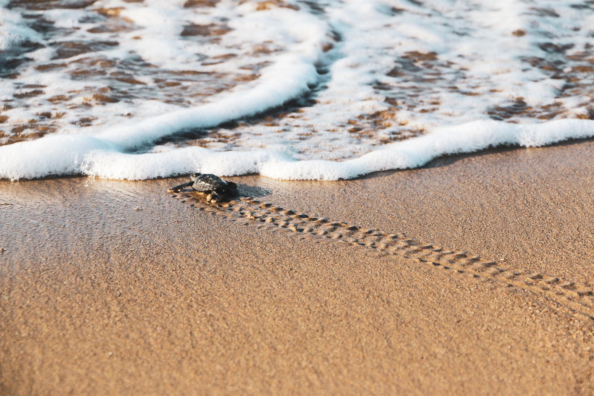 Более 70 тыс детенышей черепах каретта каретта достигли моря в Анталье