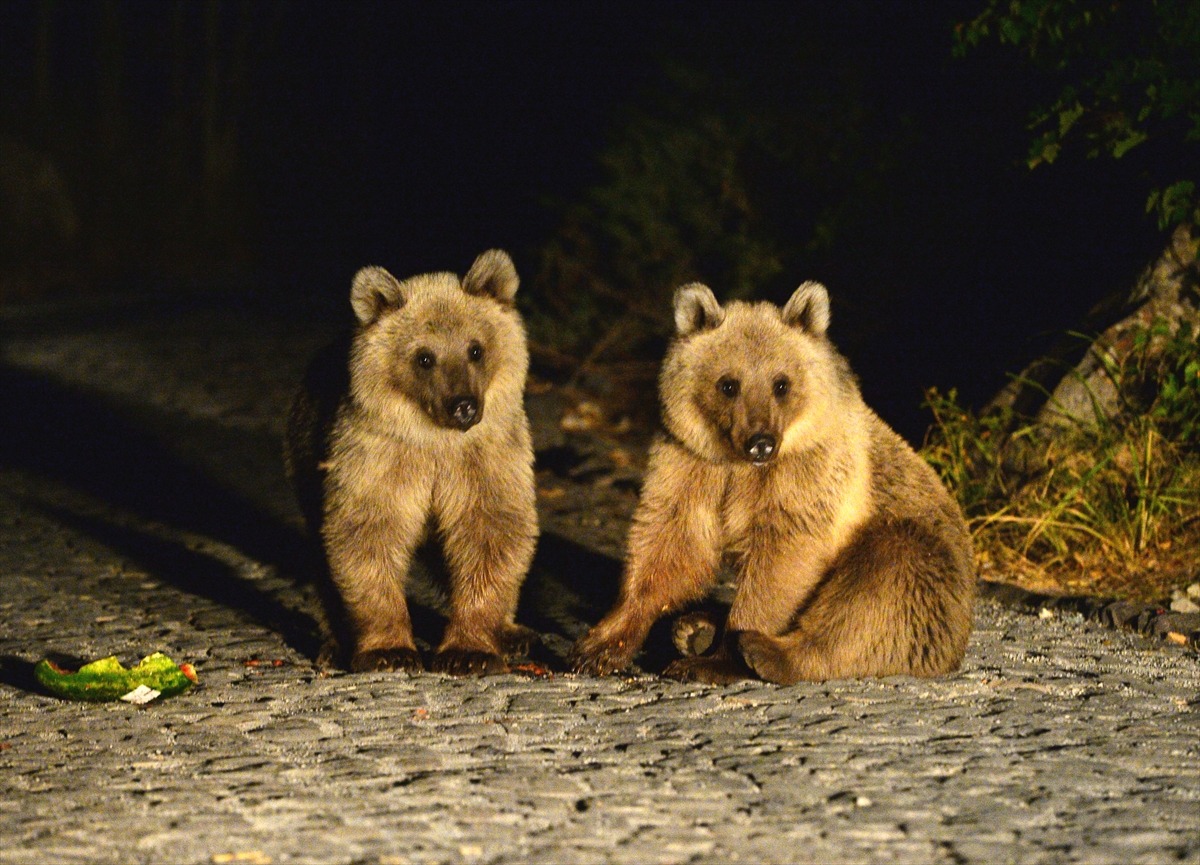 Медвежата на озере Немрут страдают от заботы туристов (видео)