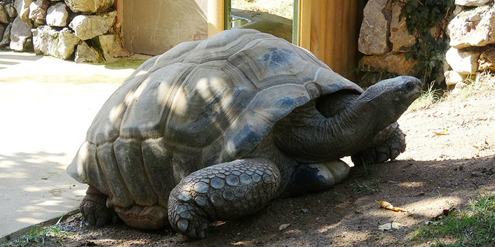 Старейшая черепаха-предсказательница Турции живет в стамбульском зоопарке (видео)