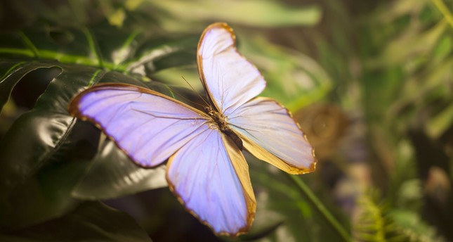 В Турции набирает популярность сад тропических бабочек