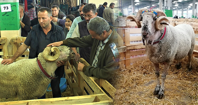 В турецком Эскишехире прошел аукцион баранов