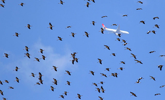 Перелетные птицы затрудняют работу аэропортов Стамбула