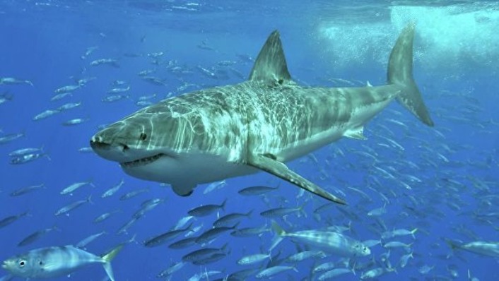 Турецкого рыбака обвиняют в жестоком обращении с гигантской акулой (видео)