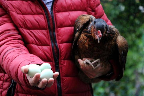 Житель Зонгулдака торгует необычными яйцами