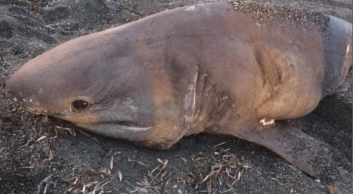 Гигантскую акулу выбросило на пляж туристического Измира (видео)