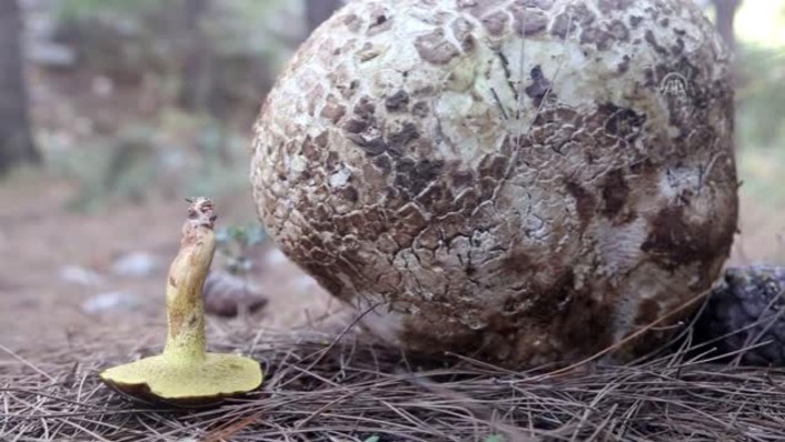 Житель Муглы обнаружил гигантский гриб