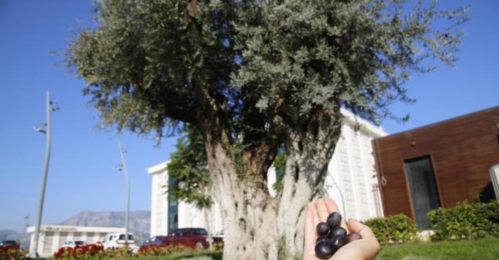 Спасенная 6-вековая олива в Анталье дала первые плоды