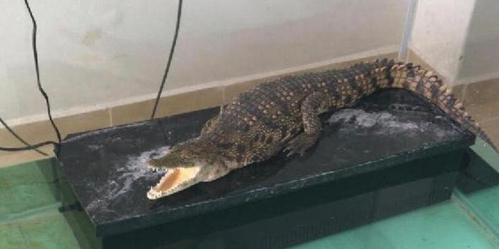 Житель Стамбула задержан за продажу контрабандного крокодила