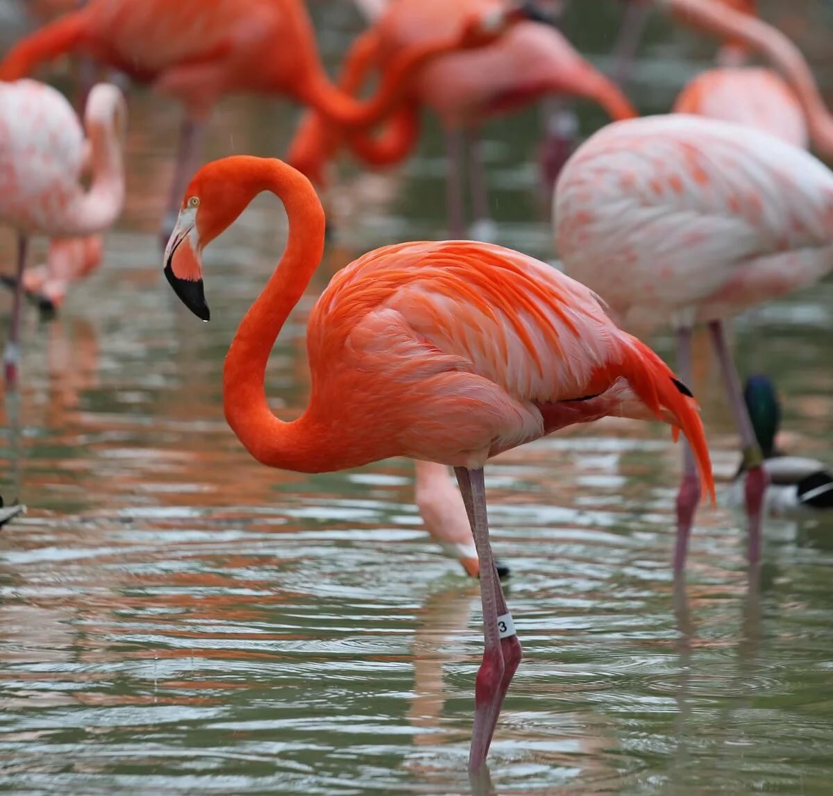 Житель Коньи задержан за продажу фламинго