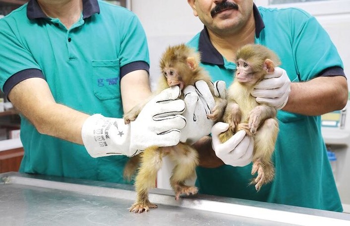Зоопарк Газиантепа ищет имена для редких обезьянок