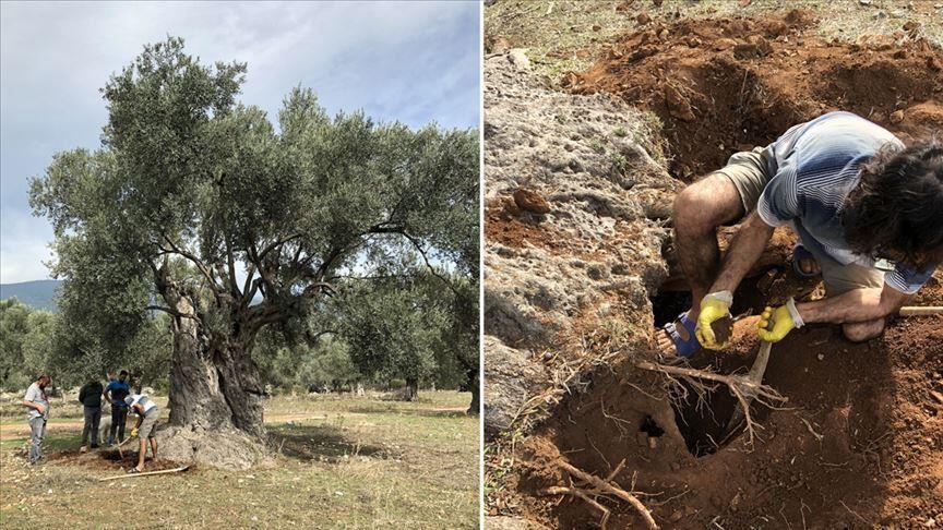 Впервые в Турции возраст дерева определен с помощью люминесценции