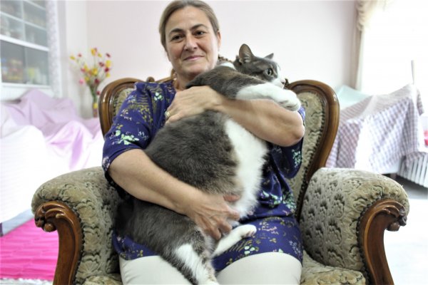 Кот из Турции  весом 11 килограмм покорил мир