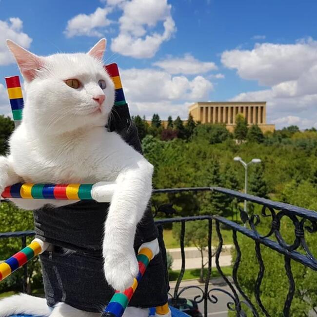 Самый известный в Турции кот отметил день рождения