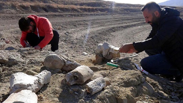 В Турции рыбак нашел окаменелости возрастом 7,5 млн лет